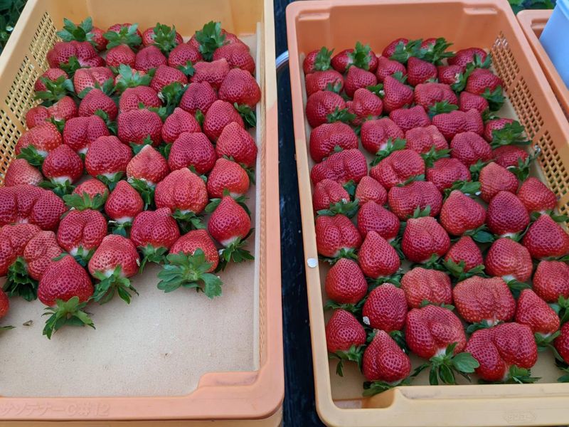 山田いちごファームのアルバイト・バイト求人情報-02