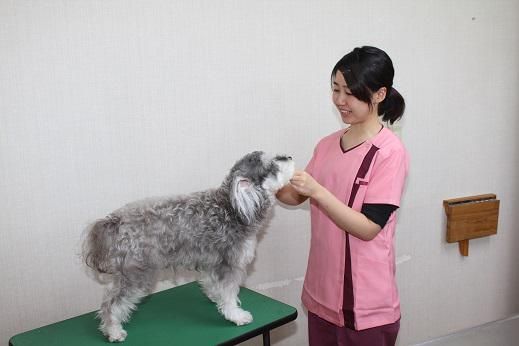 有限会社小嶋動物病院　小島動物病院アニマルウェルネスセンターのアルバイト・バイト求人情報-05