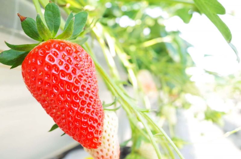 間部いちご農園のアルバイト・バイト求人情報-04