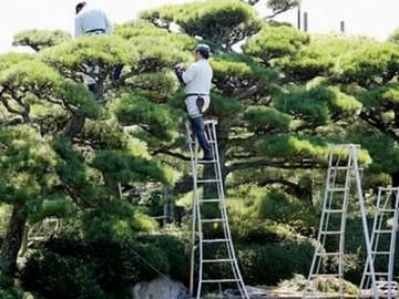 株式会社ピースグリーンの求人1