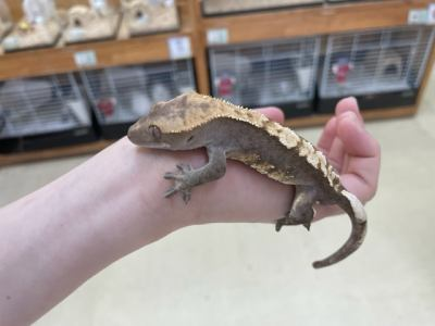 ワンラブ ホームワイド ペット&グリーン和白店のアルバイト・バイト求人情報-02