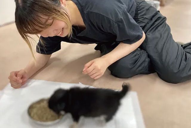 犬の家 滋賀パピーセンターの求人・転職情報