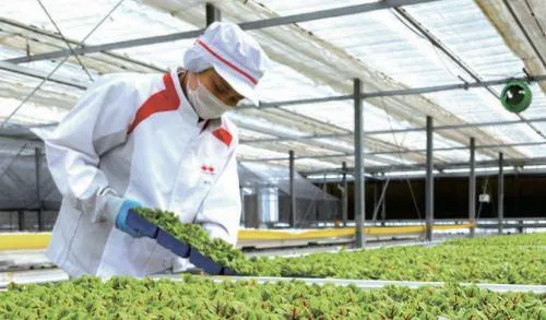 株式会社村上農園　山梨北杜生産センターの派遣求人情報
