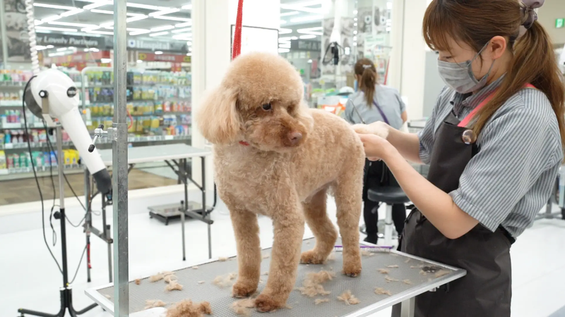 ペットショップNICOPET 御経塚店のアルバイト・バイト求人情報-03