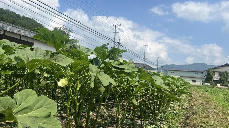 株式会社ぎばさん　八木ファーム(当社農場)のアルバイト・バイト求人情報-04