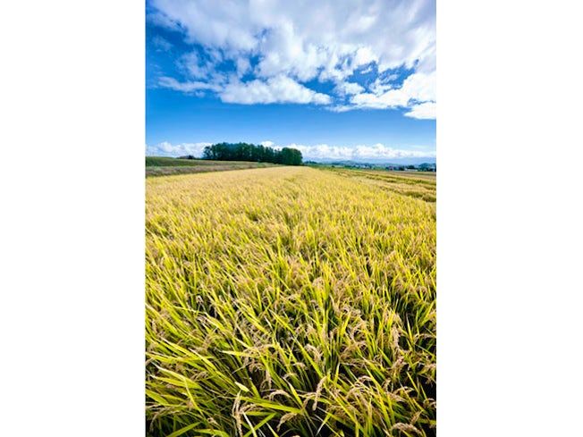 有限会社農業生産法人 市川農場のアルバイト・バイト求人情報-03