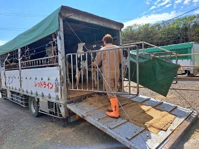 北海道の家畜輸送の求人 | Indeed (インディード)