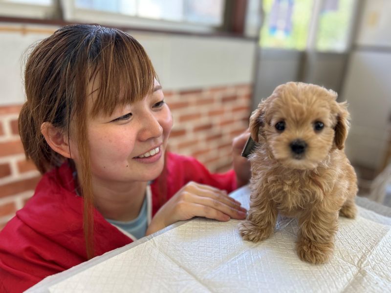 犬の家　滋賀パピーセンター(株式会社犬の家)