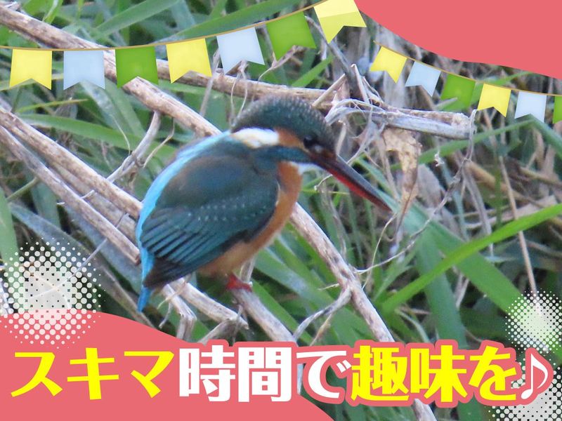株式会社オリオンms　ヘルパーセンターことりのアルバイト・バイト求人情報-02