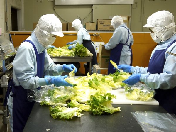 株式会社ユーキフーズ岐阜工場　分割野菜室(ヨシケイグループ)のアルバイト・バイト求人情報-04