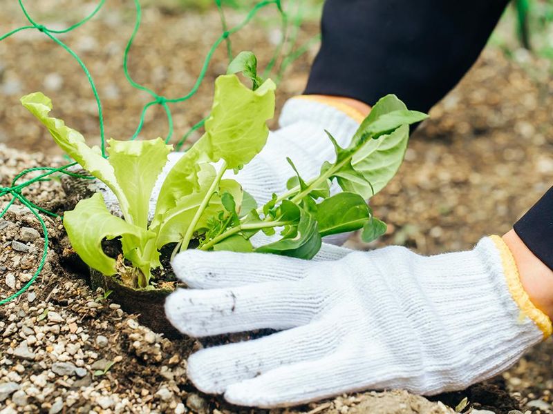 株式会社冨田農園の求人・転職情報