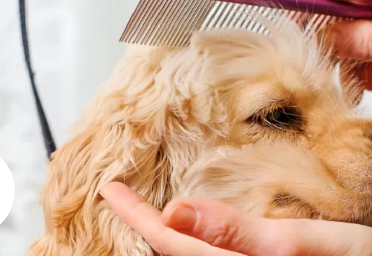 動物病院アニマルプラスのアルバイト・バイト求人情報-02