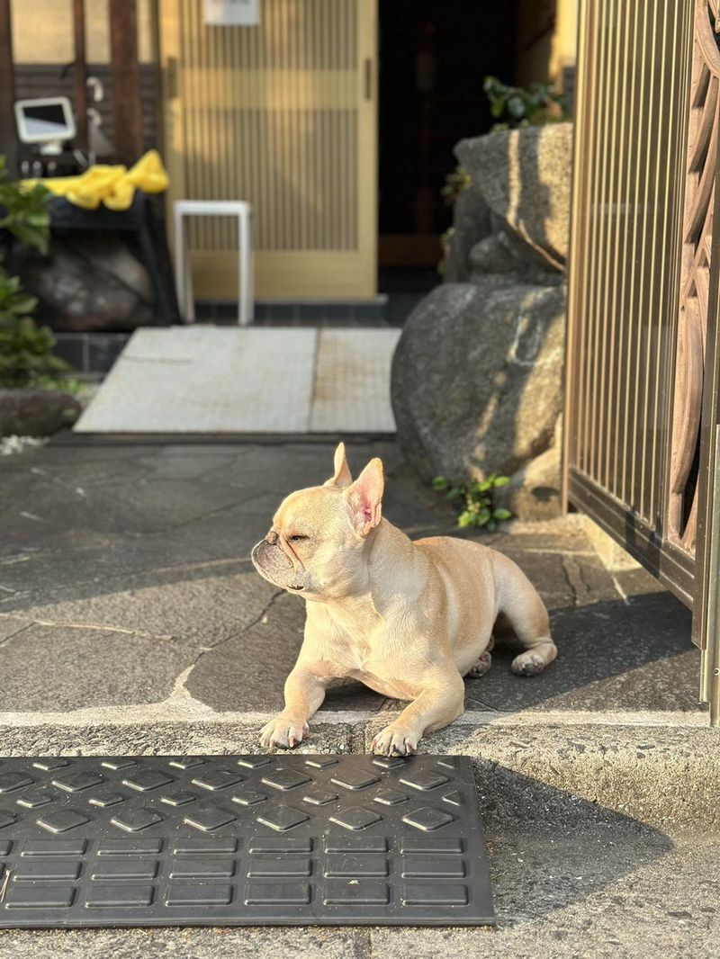 株式会社わんことおうちのアルバイト・バイト求人情報-03