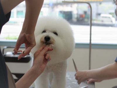 Dog Salon 6136の求人・転職情報