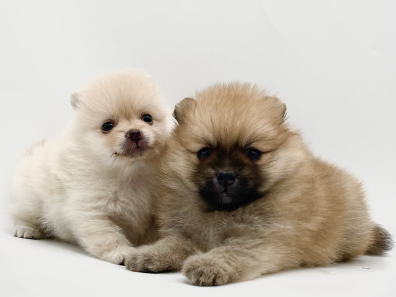 株式会社コーワペッツコーポレーション　九州のアルバイト・バイト求人情報-04