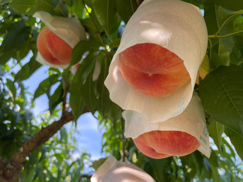 紀のファーム株式会社のアルバイト・バイト求人情報-04