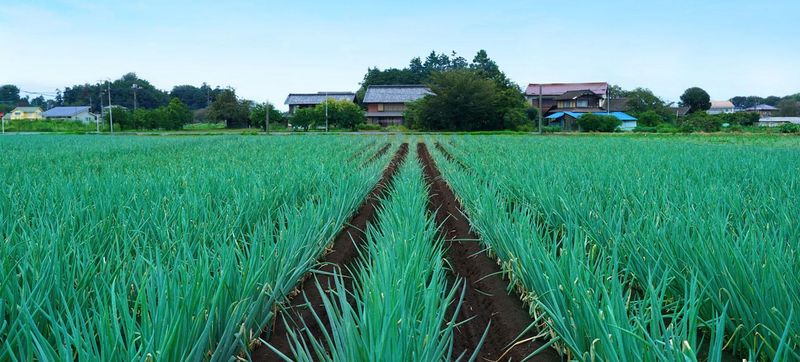 株式会社あらき　本社の求人情報