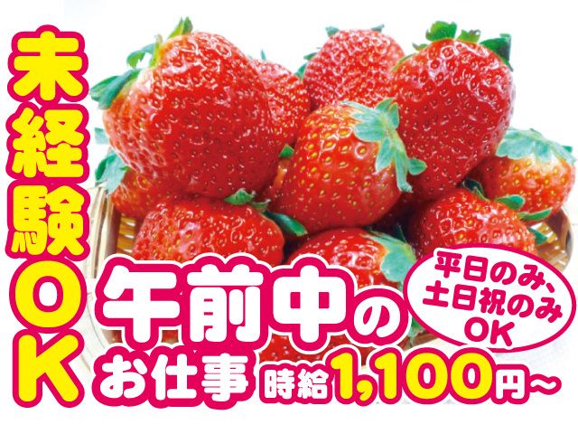 加藤農園の派遣求人情報