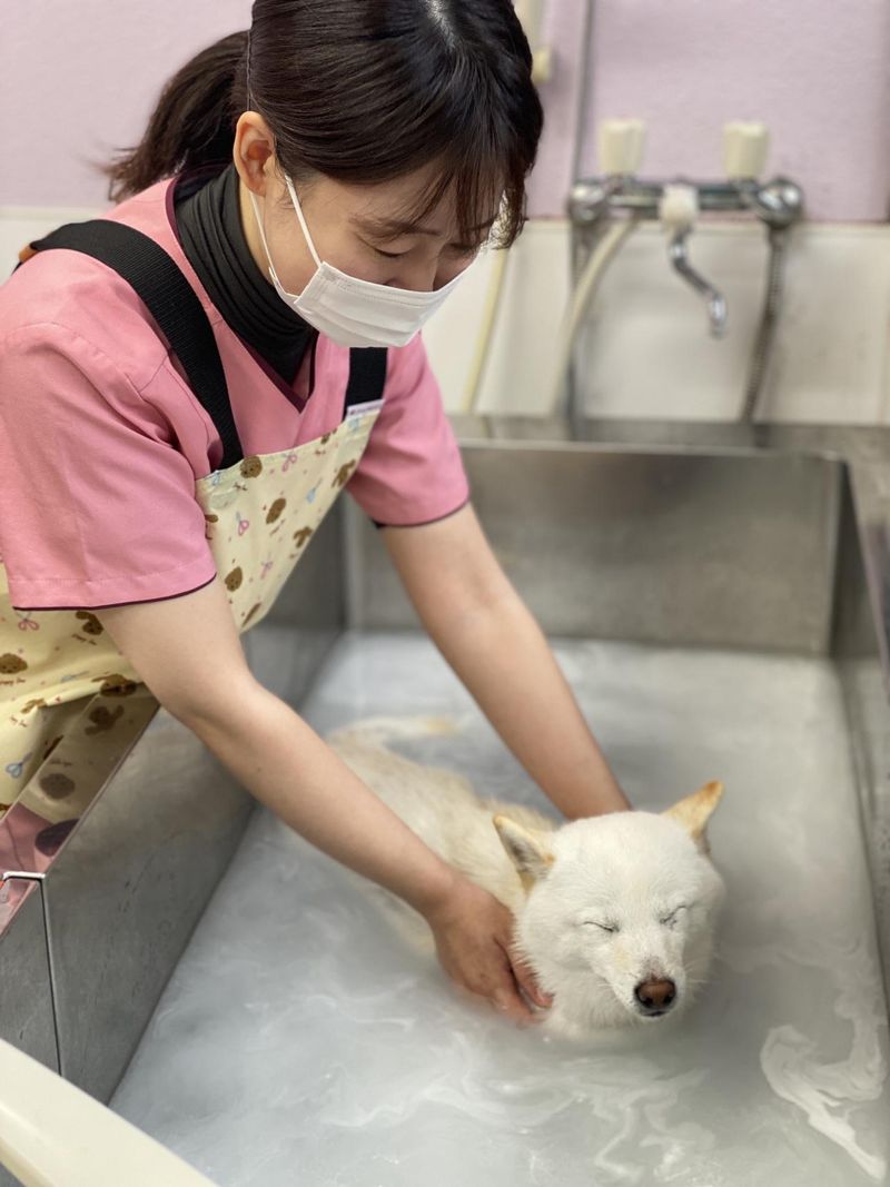 有限会社小嶋動物病院　小島動物病院アニマルウェルネスセンターのアルバイト・バイト求人情報-02