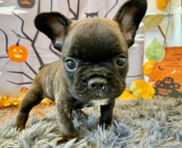Pet's One 掛川店のアルバイト・バイト求人情報-03