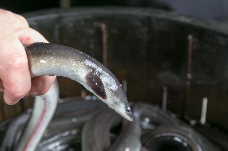 うなぎ川魚料理　かわ専のアルバイト・バイト求人情報-04