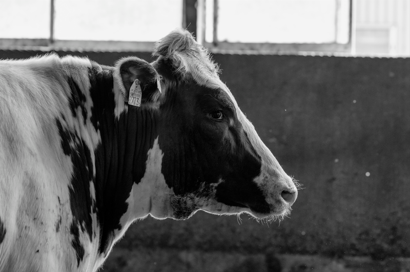 佐々木畜産株式会社の求人・転職情報