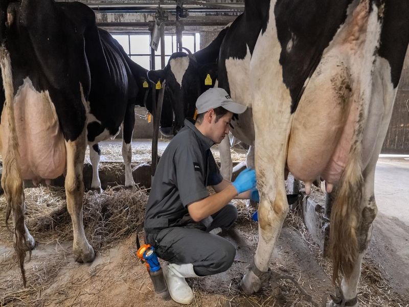 小岩井農牧株式会社