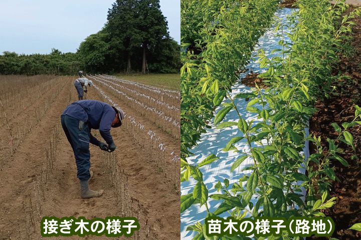 株式会社酒井農園の求人・転職情報