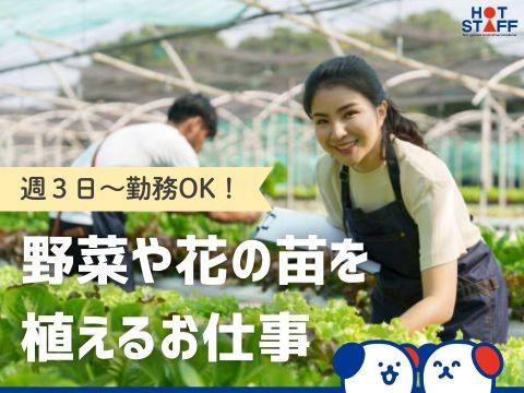 株式会社ホットスタッフ三原(564)のアルバイト・バイト求人情報-02