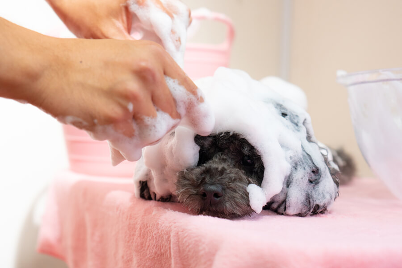 macdog マクドッグのアルバイト・バイト求人情報-04