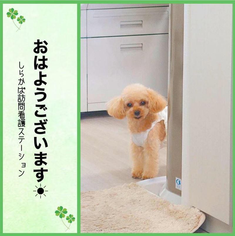 しらかばホーム　小田(株式会社白樺)の派遣求人情報