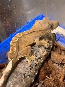 ワンラブ ペットワイド若松店のアルバイト・バイト求人情報-40