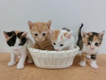 有限会社保田動物病院の求人・転職情報