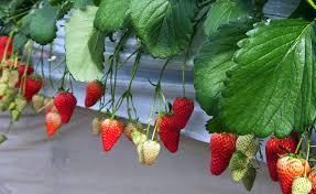 株式会社ソラーレのアルバイト・バイト求人情報-02