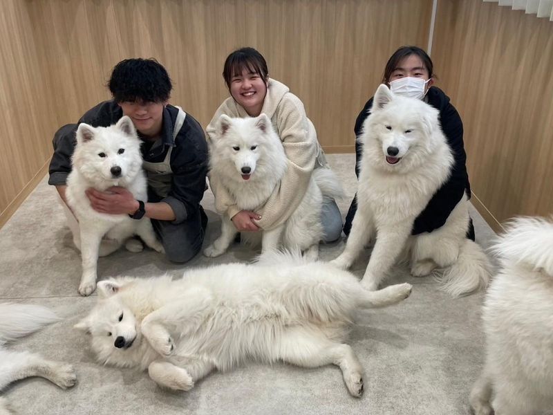 Samoyed cafe AL 上板橋のアルバイト・バイト求人情報-05