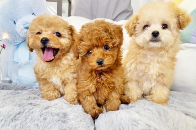 株式会社楽犬ペットの求人・転職情報