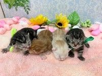 有限会社大浩商事 Dog Palaceのアルバイト・バイト求人情報-03
