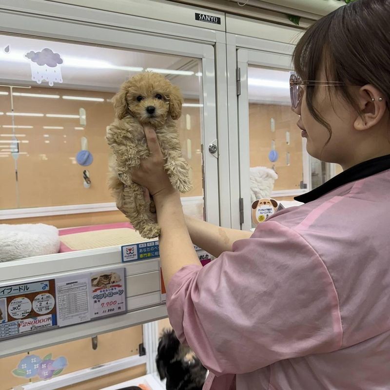 ペッツコンシェル　川崎小田栄店のアルバイト・バイト求人情報-02