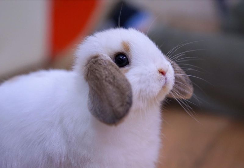 うさびびのアルバイト・バイト求人情報-02
