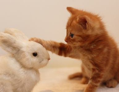 動物の森　新居浜店のアルバイト・バイト求人情報-05