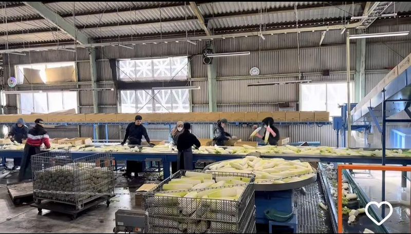 株式会社山英野菜の求人・転職情報