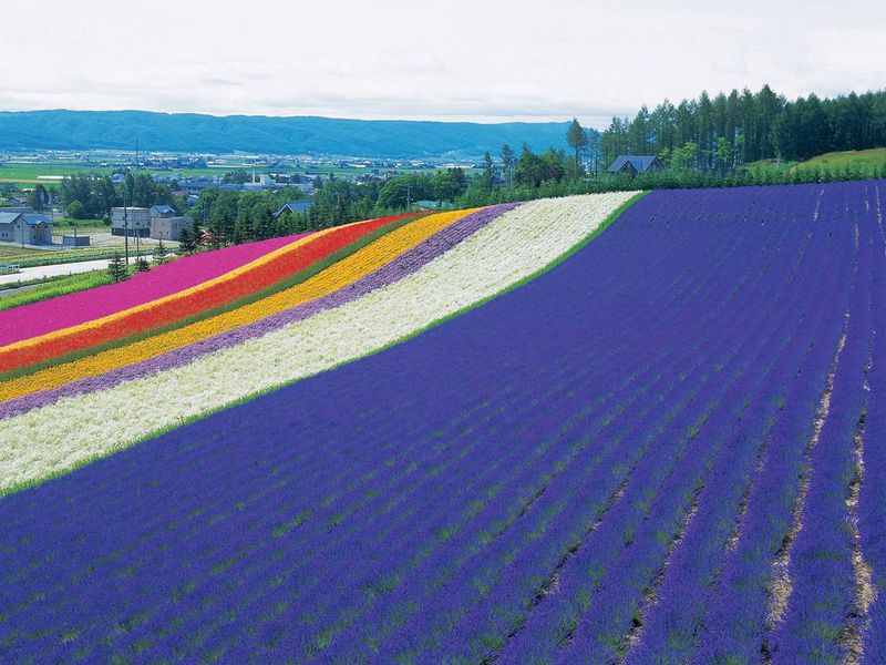 有限会社ファーム富田の求人・転職情報