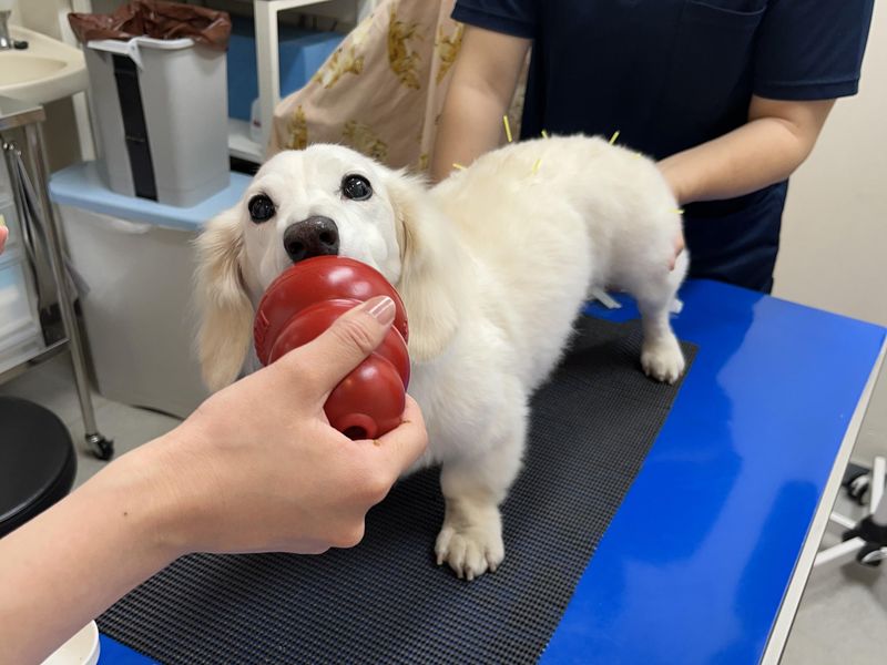 まつもと動物病院のアルバイト・バイト求人情報-02