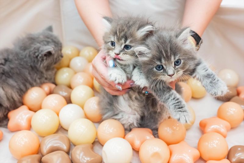 株式会社ペットライフステーションの求人・転職情報