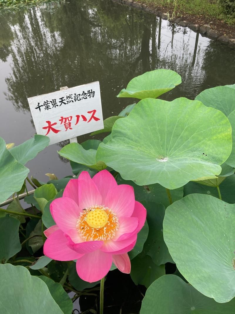 毎日興業株式会社 (野田市関宿総合公園)のアルバイト・バイト求人情報-04