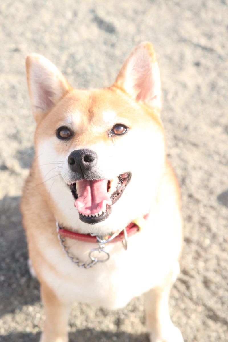 犬の保育園　FIELD Uのアルバイト・バイト求人情報-03
