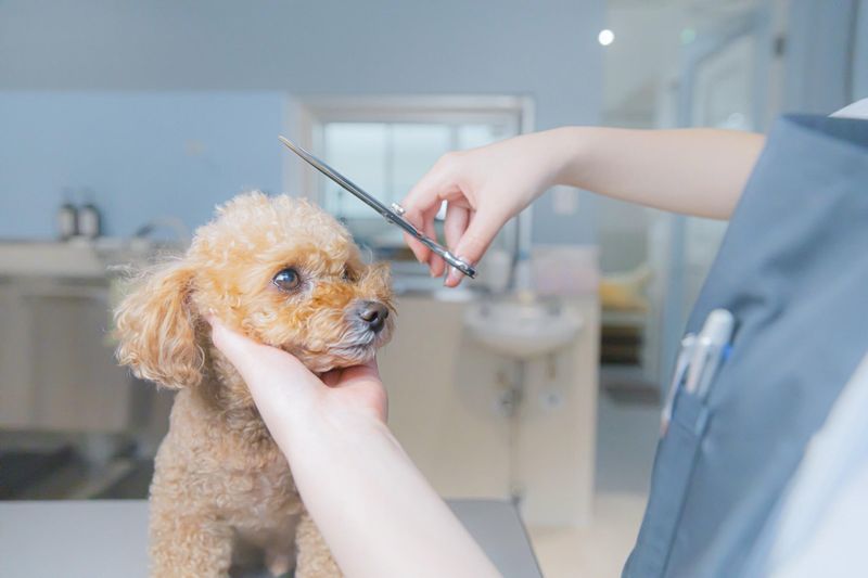 THE DOG Salon 世田谷のアルバイト・バイト求人情報-04