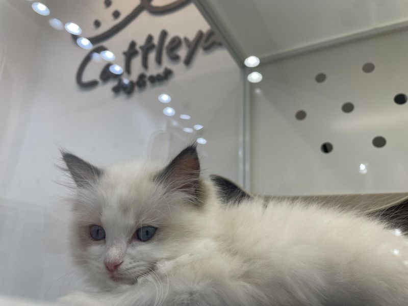 Cattleya　新宿店のアルバイト・バイト求人情報-05