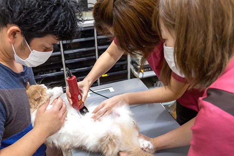 きのした動物病院のアルバイト・バイト求人情報-03