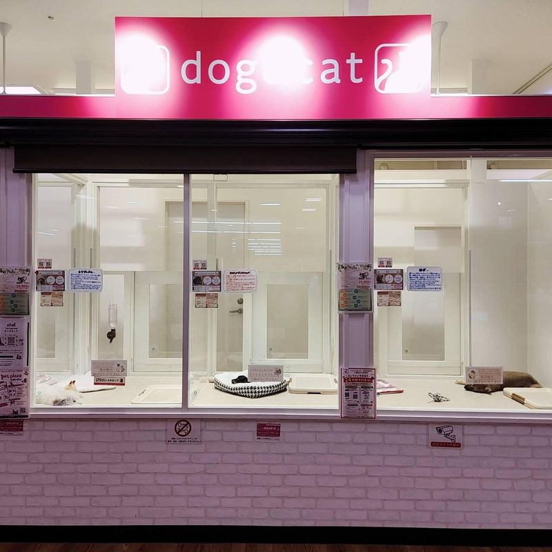 ミッキーアンドゴン　ペットプラザそよら成田ニュータウン店のアルバイト・バイト求人情報-04